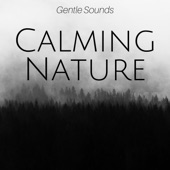 Calming Nature: Gentle Sounds of Wind & Rain for Deep Sleep, Relaxing Nature Sounds for Positive Energy, Meditation & Yoga artwork