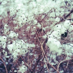 Tennyson - No Answer