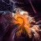 Supernova - Slinger lyrics