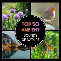 Top 50 Ambient Sounds of Nature – Relaxing Songs for Yoga & Meditation, Sound Therapy, Soothing Music for Sleep by Calm Music Zone album reviews, ratings, credits