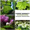Forest Serenity Soundscapes: Calming Rain, Waterfall & Birds – Music & Beautiful Sounds of Woodland Stream for Restful Sleep, Massage Therapy, Soothing Spa Ambient, Nourishment & Peacefulness album lyrics, reviews, download