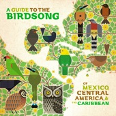 Time Cow - Jamaican Blackbird