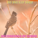 Rain David Sleep Dragon - Field Sparrow