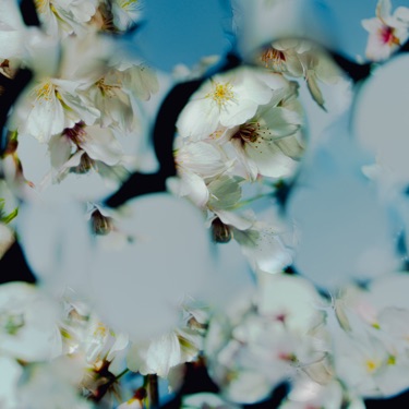 Sun 星野源 Shazam