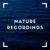 Beach Bird Tunes - Single album lyrics, reviews, download