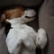 Sleepy Dog - Puppy Sleeping Music lyrics