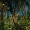 The Willows - Single