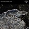Iguana - Carter Walker & True Anomaly lyrics