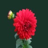 Red Dahlia
