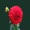 We Found Love - Rihanna Funk Remix 2022