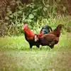 Chicken sounds to Relieve Stress with Calming Animal noise - Single album lyrics, reviews, download