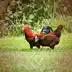 Chicken sounds to Relieve Stress with Calming Animal noise song reviews