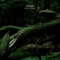 Aneirin - Marantiguo lyrics