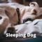 Sleeping Dog - Sleeping Music For Dogs lyrics