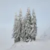 Winter Wonderland - Single album lyrics, reviews, download