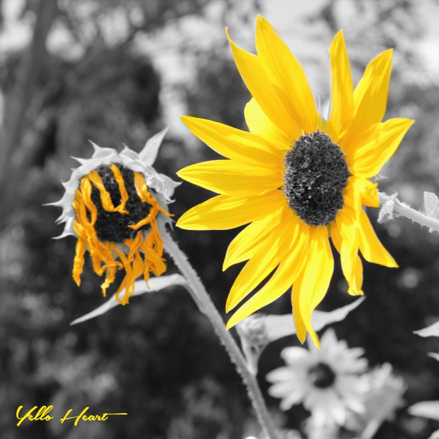 Yello Heart Don't Give Up - Single Album Cover