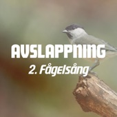 Avslappning 2: Fågelsång artwork