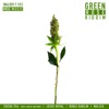 Green Rose Riddim - EP, 2019