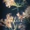 Apatia - Swann lyrics