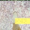 Clipping - thom.ko lyrics