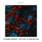 I Have the Flavor - Le Roi Carmona & Gianni Ruocco lyrics