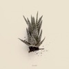 Aloe Vera - Single