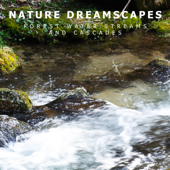 Soft Forest Water Stream and Birds - Nature Dreamscapes