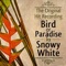 Bird of Paradise cover