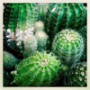 Echinopsis - Single