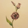 Prairie Gentian - Single