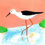 Black-winged Stilt (feat. Secret Bad Boy) by Woody Goss