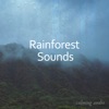 Rainforest Sounds for Massage and Studying