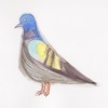Clay Pigeons - Single
