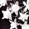 Lately / Lately Dub - Single