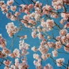 Cherry Blossom Origami - EP