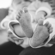 Love Fairy Lullaby Prelude (Songland) - Piano for newborn baby