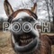 Pooch O' Clock artwork