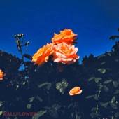 Wallflower artwork