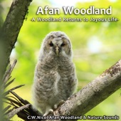 Afan Woodland - A Woodland Returns to Joyous Life - artwork