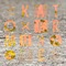 Barreleye - Moritz Hofbauer lyrics