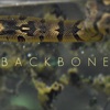 Backbone - Single