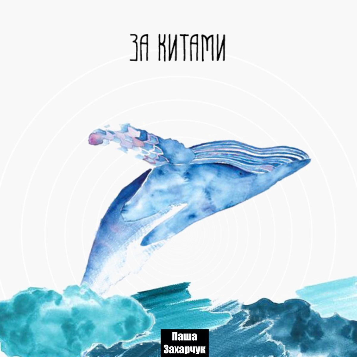 Киты маму маму текст. Where does the Blue Whale Live.