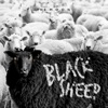 Black Sheep