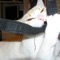 Cat Purring Sound - Acerting Art lyrics