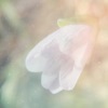 Blooming Spring - EP