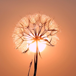 Blossom - Single