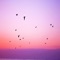 Pink Dreams artwork