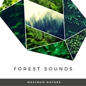 Forest Sounds artwork