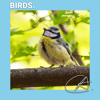 Stunning sounds of Birds improve your concentration and relax your body - Bird Sounds, Loopable Ambience & Nature Ambience