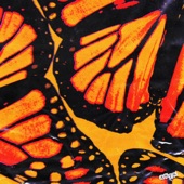 Butterflies by ASTN